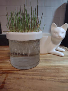 ชุดชาวไร่หญ้าแมว <span class=keywords><strong>เพียง</strong></span>เพิ่มน้ํา ชุดหญ้าแมวอินทรีย์ ชุดปลูกไฮโดรโปนิกส์ - Product Image 5