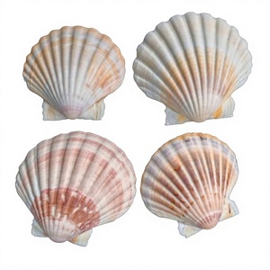 Conchas de Vieira Pulimentadas Ecológicas al por Mayor, Conchas Naturales Reales para Proyectos de Manualidades, Joyería, Decoración del Hogar, Bodas - Product Image 1