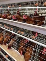 10000 cages à batterie pour poules pondeuses de type A, galvanisées, pour ferme avicole