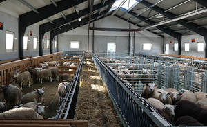 Abris pour élevage de chèvres préfabriqués bon marché Abris pour élevage de chèvres Abris pour élevage de chèvres - Product Image 3