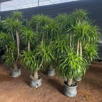 Arbres Ornamentaux Naturels d'Intérieur, Plantes Dragon en Pot, Vente en Gros de Dracaena Draco, Véritables Arbres Vivants pour la Décoration de la Maison et du Bureau