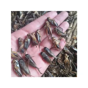 Competitive Price dried crickets for wild bird food