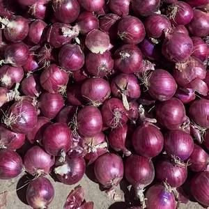 Oignons Rouges Frais et Oignons Jaunes Blancs : Prix par Tonne en Chine auprès d'un Exportateur <span class=keywords><strong>de</strong></span> Semences d'Oignons - Product Image 3