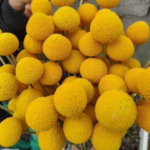 Vente en gros de fleurs éternelles Billy Button Boules de Billy naturelles Préservées Craspedia pour la décoration - Product Image 4