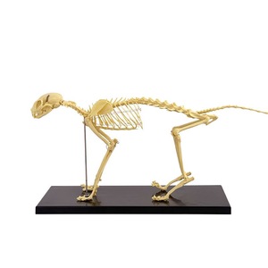 Modelo de Esqueleto de Gato <span class=keywords><strong>para</strong></span> Ciencias Médicas, Modelo de Huesos de Gato <span class=keywords><strong>para</strong></span> Estudio - Product Image 1