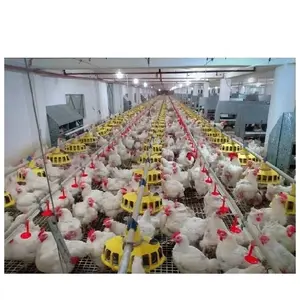 Hot sale poultry automatic chicken feeders and drinkers for broiler chicken house