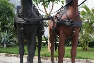 Chariot à chevaux <span class=keywords><strong>Sulky</strong></span> - Product Image 4