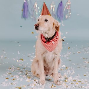 Tubi Rotanti per Fiori all'Ingrosso, Cannone per Coriandoli da Matrimonio, Sparacoriandoli Manuale e Spray per Matrimoni e Feste - Product Image 3