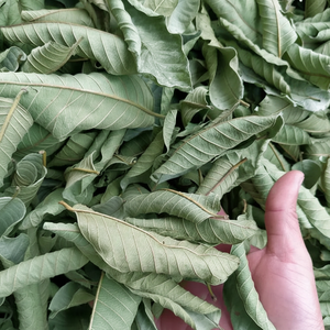 Hojas de Guayaba para Té Herbal // Hojas de Guayaba Secas Naturales de Vietnam // Sra. Beatrix - Product Image 1