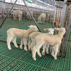 durable 500*600 mm plastic slatted floor for goat farm equipment plastic sheep goat floor