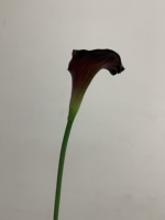 Fleurs artificielles de lys calla de petite taille de haute qualité, toucher réaliste en latex, pour la décoration intérieure, arrangement floral, décoration intérieure