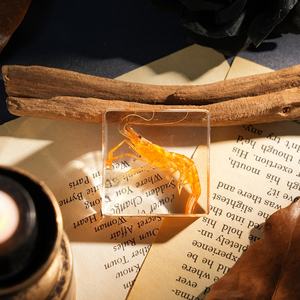 Hochwertiger, konservierter Taxidermie-Meereslebewesen-Briefbeschwerer: Echte Garnelen und Fische im Harzblock mit Schalen für wissenschaftliche Beobachtung - Product Image 2