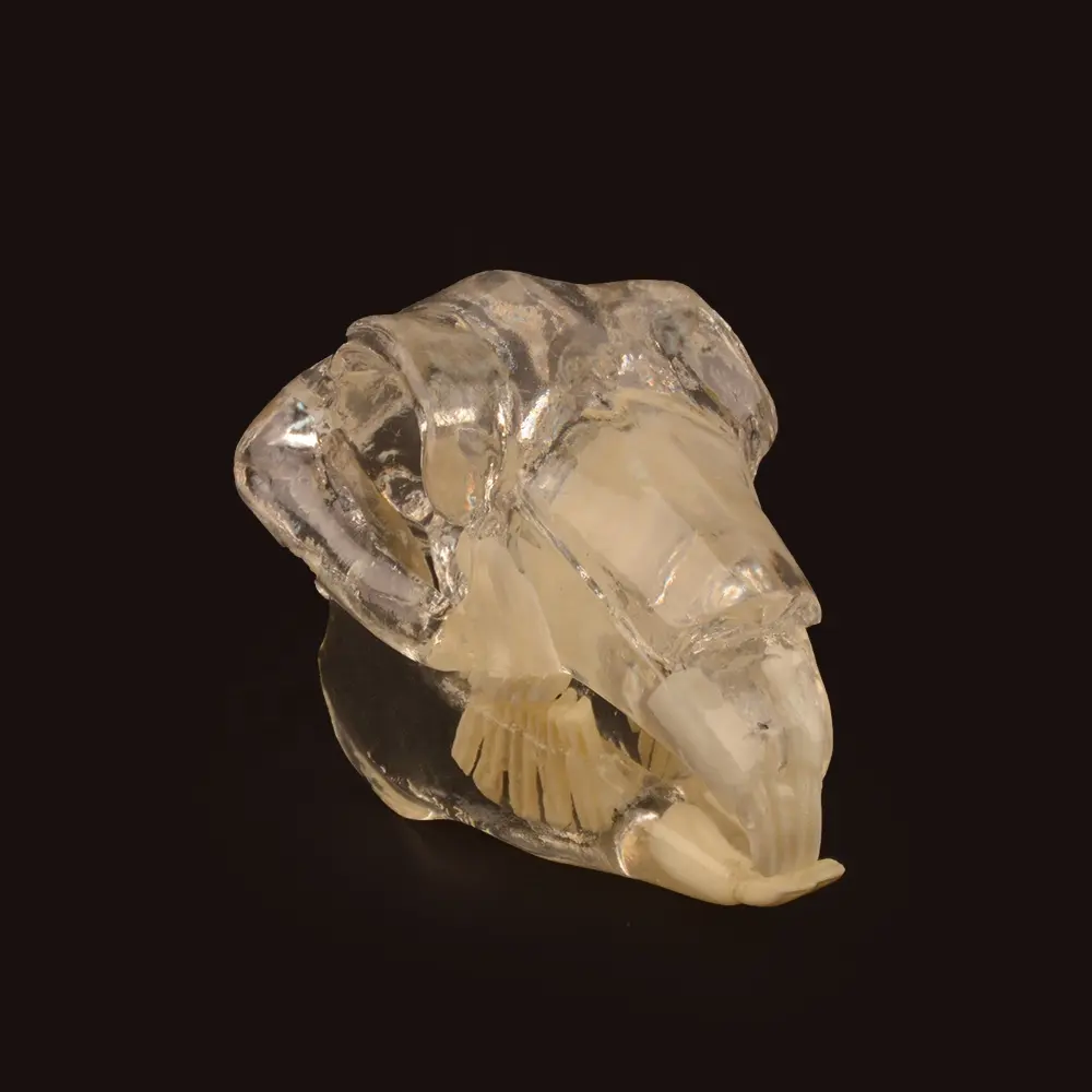 Modelo de dentação animal de coelho, modelo de dentes de coelho transparente para ensino