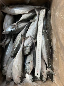Caballa redonda entera/<span class=keywords><strong>pescado</strong></span> de caballa para la venta China exportación Hardtail Scad Hard Tail Scad Fish para cebo - Product Image 3