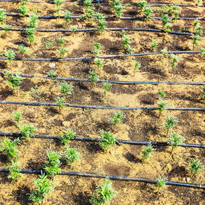 Système d'irrigation agricole Émetteurs Tuyaux d'irrigation <span class=keywords><strong>goutte</strong></span> <span class=keywords><strong>à</strong></span> <span class=keywords><strong>goutte</strong></span> en ligne 16mm <span class=keywords><strong>1000m</strong></span> 30cm Ligne de <span class=keywords><strong>goutte</strong></span> <span class=keywords><strong>à</strong></span> <span class=keywords><strong>goutte</strong></span> HDPE Léger Durable Yibiyuan - Product Image 2