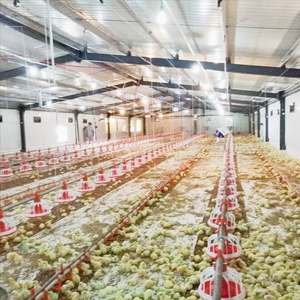 1000 tavuk yeni durum için hava koşullarına dayanıklı galvanizli çelik çerçeve ile büyük kapasiteli tavuk kümesi ev - Product Image 3