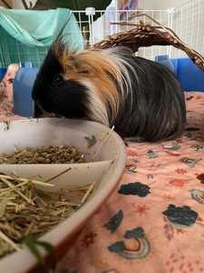 Absorberende cavia dekens, wasbaar, fleece beddengoed voor kleine dieren, kooi-voering - Product Image 4