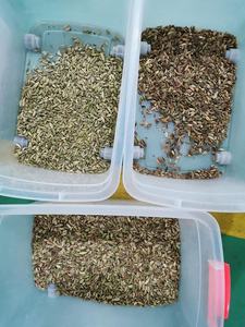 Máquina de clasificación de semillas de Cardamon, línea de procesamiento, clasificador de Color verde, máquina separadora de semillas - Product Image 6