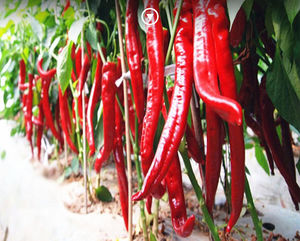 بذور الفلفل الكوري الجنوبي الأحمر والذهبي المجفف، فلفل أحمر للزراعة في الربيع والصيف، بذور خضروات شديدة الحرارة، بذور اللفت - Product Image 2