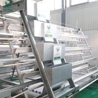 Sistema de Jaulas para Gallinas Ponedoras Tipo A, Totalmente Automático, para la Recolección de Huevos, para Granjas Avícolas de Gran Escala con Capacidad para 30000 Aves