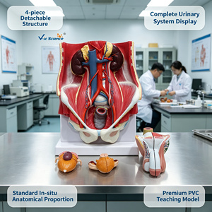 Modèle anatomique du système urinaire masculin en PVC pour l'enseignement et la formation en <span class=keywords><strong>urologie</strong></span> des facultés de médecine CE/ISO/ROHS/CNAS - Product Image 1