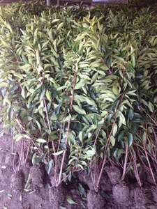 Piante Botaniche Essiccate di Alta Qualità Viburnum Odoratissimum Var. Steli e <span class=keywords><strong>Foglie</strong></span> di Awabuki - Product Image 5