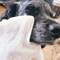 Tisu Basah Hipoalergenik Grosir untuk Anjing Kucing, Sekali Pakai, Penghilang Bau, Pembersih Cakar, Bokong, dan Wajah untuk Hewan Peliharaan