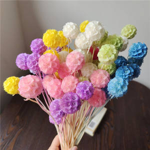 Accesorios de Flores Preservadas de China, Fruta de <span class=keywords><strong>Gusano</strong></span> de <span class=keywords><strong>Pino</strong></span> de una Sola Cabeza, Fruta Molino de Viento, Material para Manualidades, Caja de Flores con Tapa de Vidrio, Venta al por Mayor - Product Image 2
