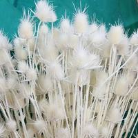 Bunga Eryngium Kering Alami Warna-warni Berkualitas Tinggi Grosir Tanaman Bunga Awet untuk Dekorasi Rumah Pesta Festival Acara