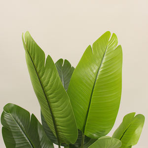 Plátanos artificiales realistas al por mayor, plantas de paisajismo decorativas de plástico baratas con tacto real - Product Image 4