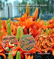 Thé aux fleurs de lys |   Thé aux herbes apaisant et soutenant les poumons |   Sans caféine |   Fleurs séchées de Lilium Bulbiferum en vrac |   OEM personnalisé