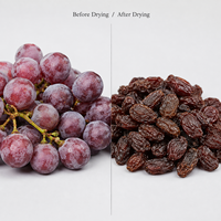 Shouchuang OEM/ODM industriële continue mesh-belt fruitdroogmachine voor het drogen van verse druiven tot rozijnen.