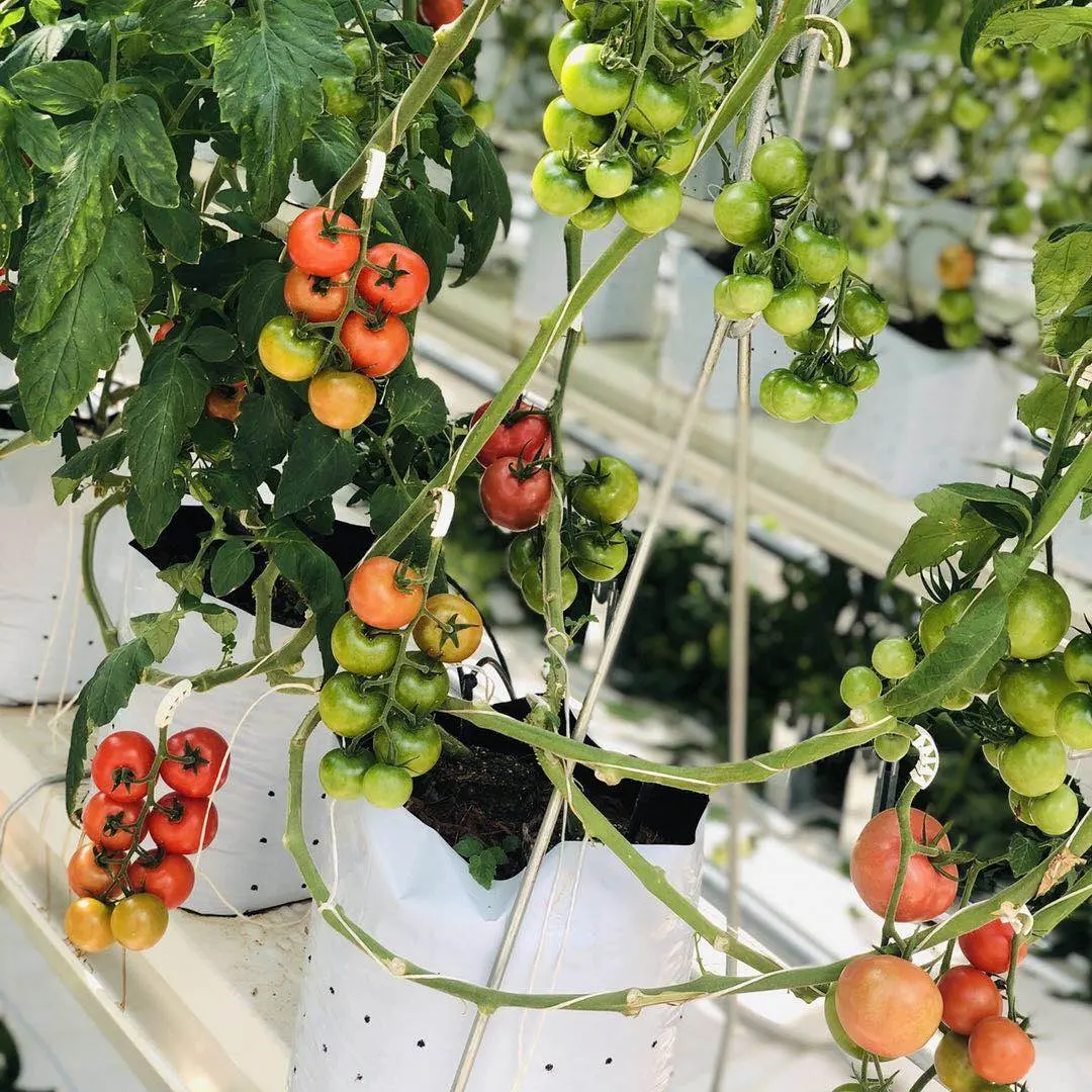 Application de jardinage de légumes sac de culture de plantes en plastique PE sac de culture en poly stabilisé aux UV pour la plantation de tomates poivrons