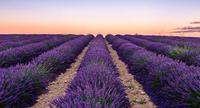 Mesin Pemetik Teh Online Order SV120H Lavender Harvester 49.6cc Kawasaki Jepang 1200mm