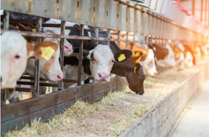 מיקרופרוטאין טבעי 70% חלבון תאים בודדים למזון בעלי חיים - Product Image 4
