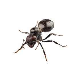 Hot Sale Chinese Black Ant Black Ant Capsules Black Ant Extract Powder - Product Image 3