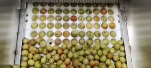 Machine professionnelle à dénoyauter les cerises, dénoyauteuse automatique d'abricots et <span class=keywords><strong>de</strong></span> cerises - Product Image 4