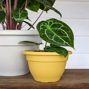 Bán Buôn Tráng Men Thiết Kế Cổ Điển Chậu Hoa Từ Trung Quốc Lớn Giá Rẻ Nhà Vườn <span class=keywords><strong>Container</strong></span> Cho Trong Nhà Trồng Cho Sàn Sử Dụng - Product Image 3