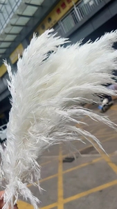 Venta Directa de Fábrica, <span class=keywords><strong>Flores</strong></span> Secas Naturales, Pluma Grande de Hierba de Pampas Silvestre para Decoración de Ramos de Boda y Hogar - Product Image 5