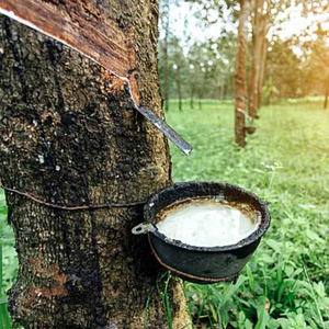 Madera de Caucho de Tailandia de Primera Calidad, Madera Dura Suministrada por la Fábrica para Exportación Global por XINTHAI - Product Image 3