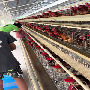 Endüstriyel a-tipi otomatik tavuk kümesi ev büyük katmanlı Broiler tavşan kafesi tavuklar döşeme için ucuz yeni durum çiftlik kaynağı - Product Image 1