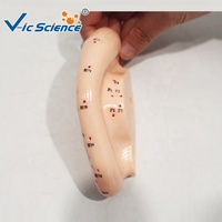Modelo de Acupuntura Auricular de 13 cm, Modelo de Enseñanza de Puntos de Reflexología de PVC para Entrenamiento de Medicina Tradicional China, CE/ISO/ROHS/CNAS