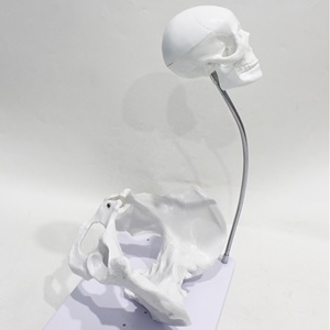 Modelo de Pelvis Femenina para Enseñanza de Partería, Modelo de Hueso para Entrenamiento de Enfermeras en Escuelas de Medicina - Product Image 1