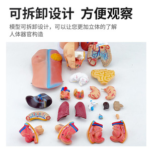 Modèle de torse de 45 cm pour l'anatomie des organes internes humains, anatomie du torse masculin et féminin, structures des organes thoraciques et abdominaux - Product Image 3