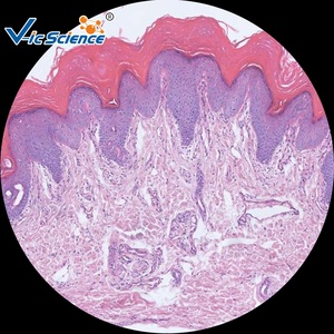 Grundlagen-Histologie-Slide-Set Histologie vorgefertigte SlideHumane Histologie Mikroskop-Slide - Product Image 4