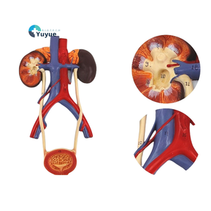 Medizinische Wissenschaft PVC-Trainings modell Urologie-Relief-Design für die Anatomie-Ausbildung Nieren-Ureter-Blasen-Harnröhre - Product Image 1