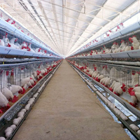 Cage à volailles de type H, 3 ou 4 étages, pour élevage de poulets pondeuses