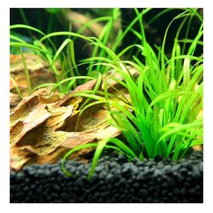 Sol aquatique pour <span class=keywords><strong>aquarium</strong></span>, japonais, vente en gros - Product Image 6