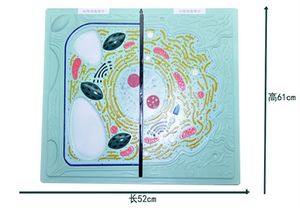 Estudiante aprendizaje Animal planta célula modelo de enseñanza comparativa Animal y planta anatomía célula estructura modelo biología médica - Product Image 2