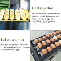 La Chine fabriqué niveleuse caille emballage automatique peser classificateur tri oeuf classement Machine pour à Egge